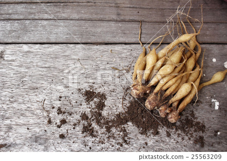 Fingerroot Fingerroot 25563209