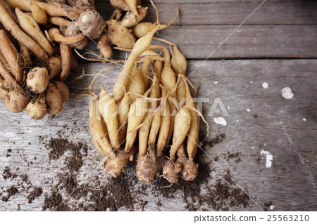 Fingerroot Fingerroot 25563210