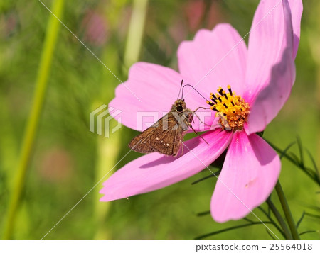 Cesmus flower nectar Cesmus flower nectar 25564018