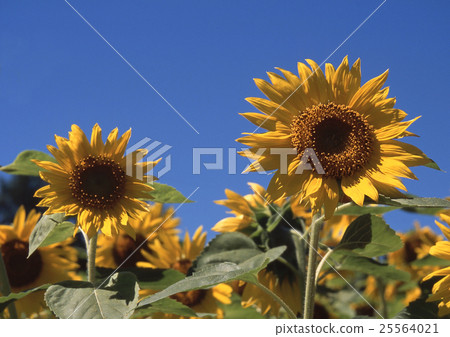 Sunagawa City · Sunflower Sunagawa City · Sunflower 25564021