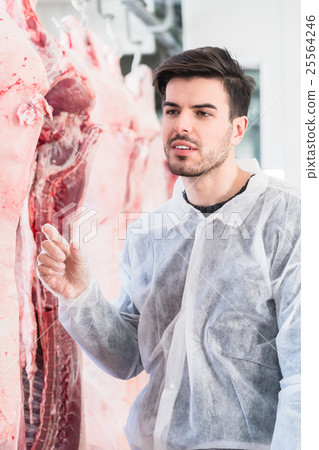 Veterinary at meat inspection in slaughterhouse 25564246