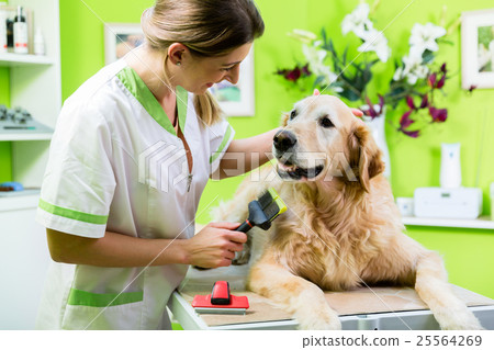 Woman getting dog fur care at dog par Woman getting dog fur care at dog par 25564269