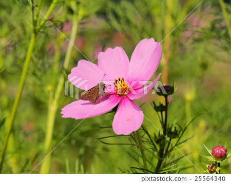 Cesmus花蜜 Cesmus花蜜 25564340