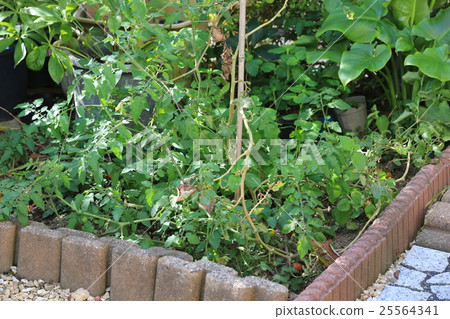 Household vegetable garden _ tomato 1 25564341