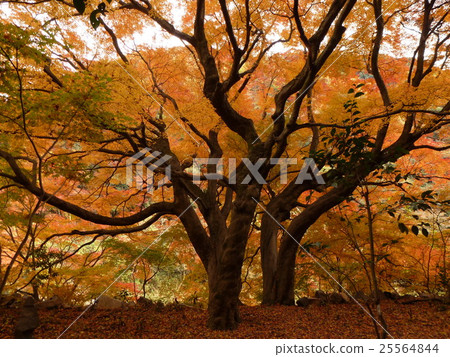 Large Momiji of Aiki tunnel group Large Momiji of Aiki tunnel group 25564844