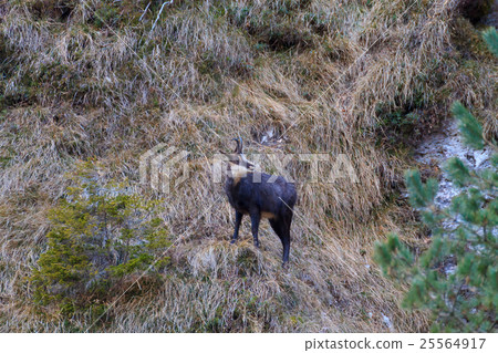 Chamois close up 25564917