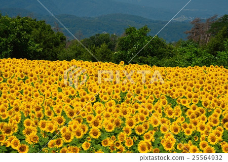 A sunflower field of Akeno 25564932
