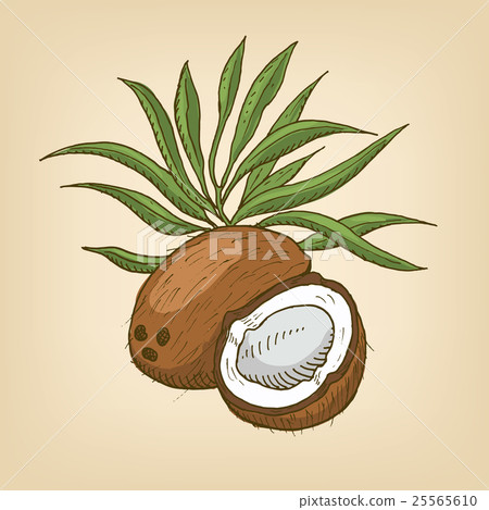 Coconut with leaves. Vector illustration. 25565610