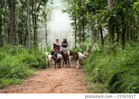 women are brought together herding goats. women are brought together herding goats. 25565817
