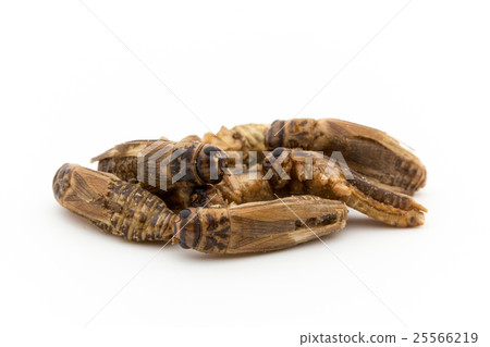 板球(昆蟲飲食):Acheta 板球(昆蟲飲食):Acheta 25566219