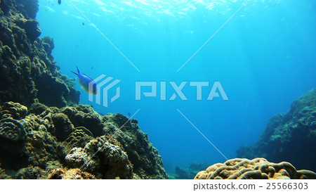Underwater photography of Okinawa Akajima 25566303