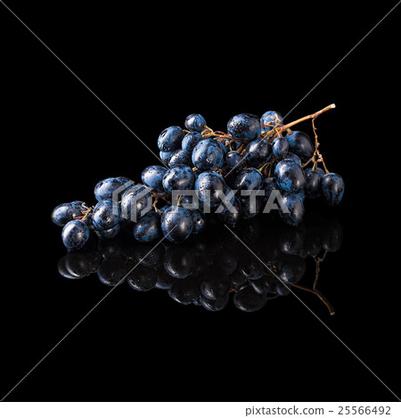 Bunch of blue grapes isolated on black Bunch of blue grapes isolated on black 25566492