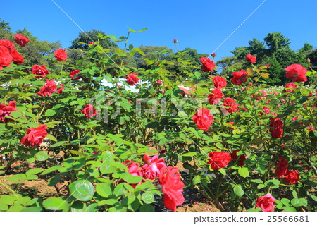Ikuta Green Space Rose Garden Autumn Rose Ikuta Green Space Rose Garden Autumn Rose 25566681