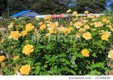 Ikuta Green Space Rose Garden Autumn Rose 25566688