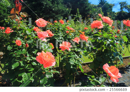 Ikuta Green Space Rose Garden Autumn Rose 25566689