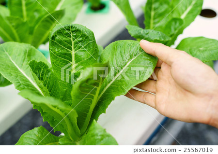 Organic hydroponic vegetable cultivation farm 25567019