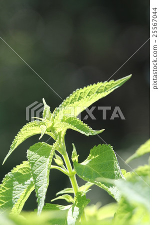 Pikachu Pikachu 25567044