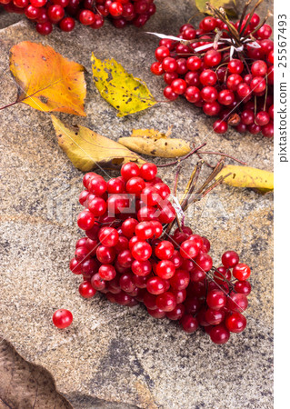 red viburnum in a bouquet on a stone background red viburnum in a bouquet on a stone background 25567493