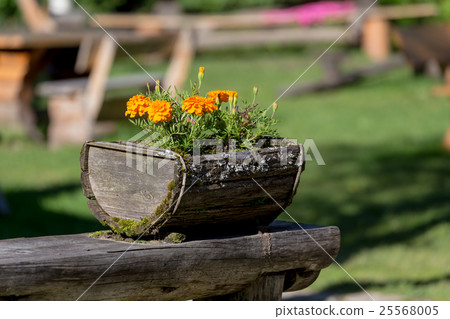 Flowers in the wooden pot 25568005