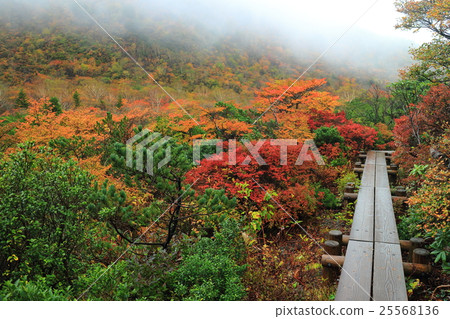 有薄霧的茶道秋葉 25568136