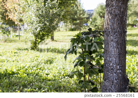 Nature view. Lawn and trees Nature view. Lawn and trees 25568161