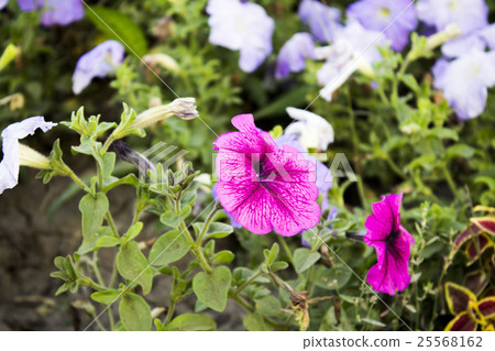 flowerbed with wonderful flowers flowerbed with wonderful flowers 25568162