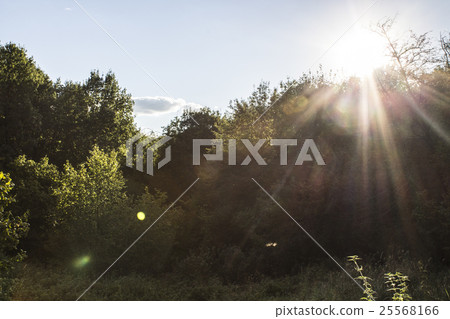 forest illuminated by the sun forest illuminated by the sun 25568166