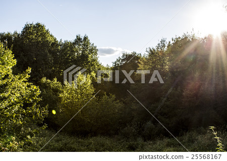 forest illuminated by the sun 25568167