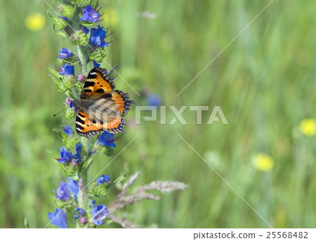 Butterfly urticaria Butterfly urticaria 25568482