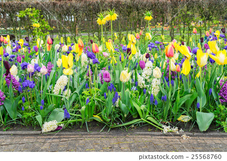 Rows of tulip flowers Rows of tulip flowers 25568760