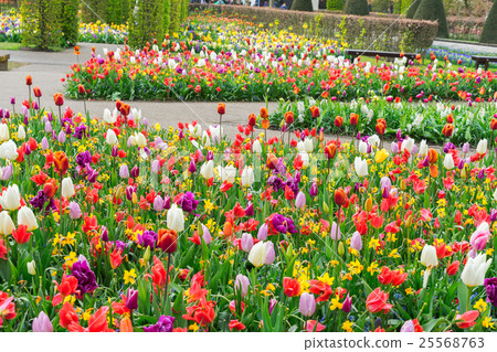 Formal spring garden Formal spring garden 25568763