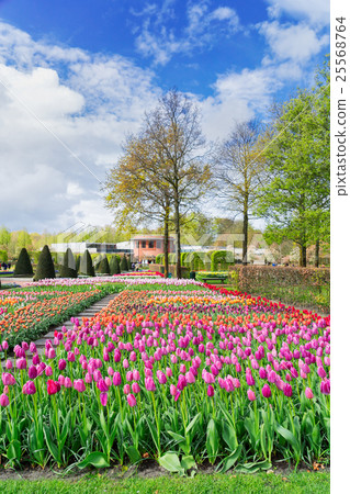 Rows of tulip flowers Rows of tulip flowers 25568764