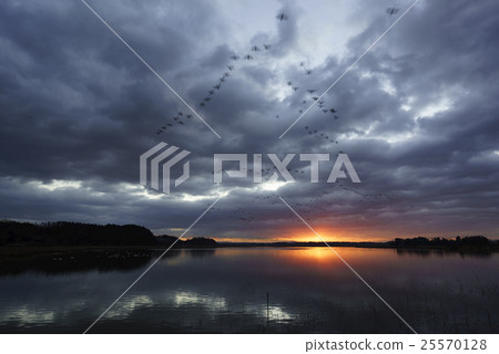 與黎明和早晨的太陽的光一起飛行的富裕的北部富裕的伊豆沼的美麗的鵝的美麗的鵝在水的表面反射戲劇性的風景 25570128