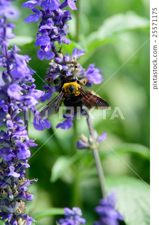 熊和丹參 25571175