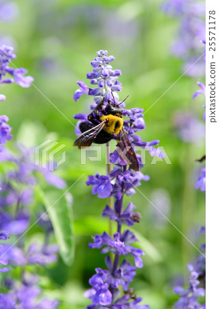 Bear and salvia Bear and salvia 25571178
