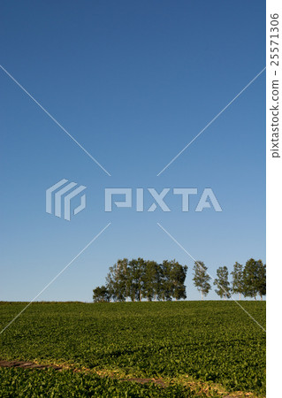 Vegetable field and birch tree Namiki Biei-cho 25571306