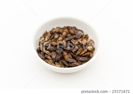 Bug(昆蟲餐):盾蟲 Bug(昆蟲餐):盾蟲 25571872