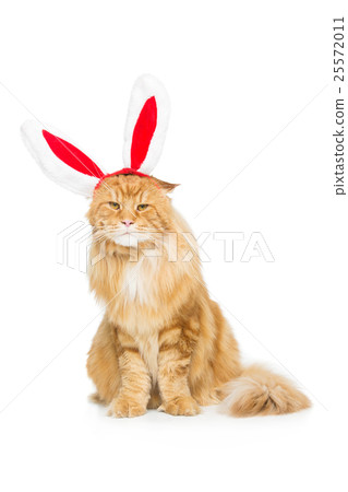 Big ginger cat in christmas rabbit ears head rim Big ginger cat in christmas rabbit ears head rim 25572011