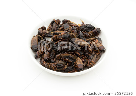 大蟋蟀（昆蟲飲食）：大蟋蟀 25572186