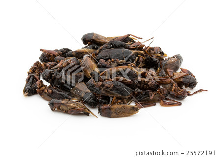 大蟋蟀（昆蟲飲食）：大蟋蟀 25572191