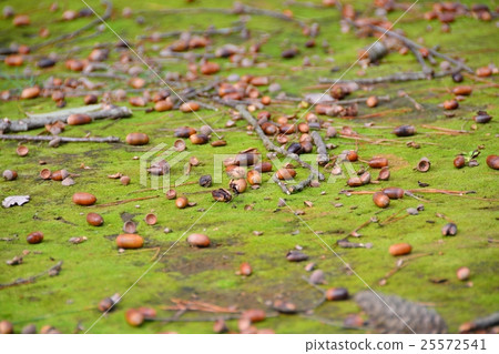 Fall image (one side of nut) 25572541