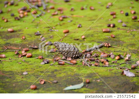 Fall image (one side of nut) 25572542
