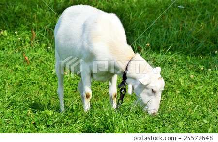 White goat on the meadow 25572648