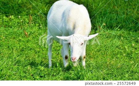 White goat on the meadow 25572649