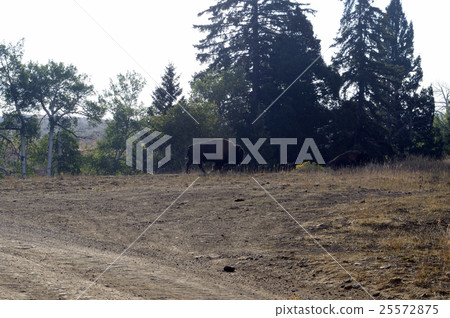 93165黃石國家公園 25572875