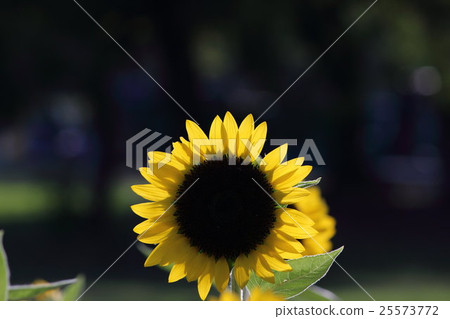 向日葵Sanrich檸檬第2部分。向日葵 25573772