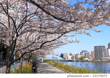 Sakura full bloom Sumidagawa Nagashiro Bridge Sakura full bloom Sumidagawa Nagashiro Bridge 25574075