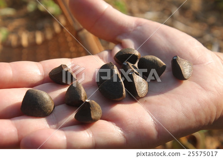 Camellia seeds Camellia seeds 25575017