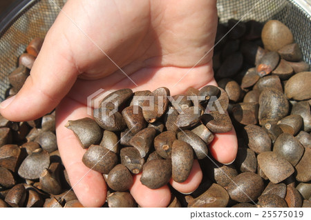 Camellia seeds Camellia seeds 25575019