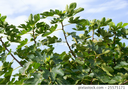 Fig tree Fig tree 25575171